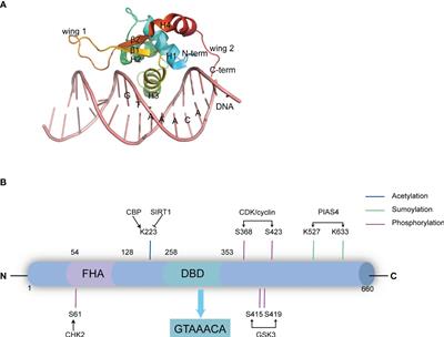 Emerging roles of FOXK2 in cancers and metabolic disorders